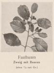 Madaus Bild Frangula Alnus 2