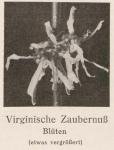 Madaus Bild Hamamelis Virginica 2