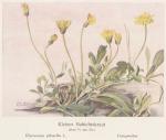 Madaus Bild Hieracium Pilosella