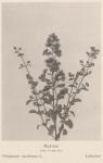 Madaus Bild Origanum Majorana