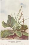 Madaus Bild Plantago Major