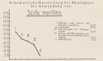 Madaus Schema Scilla Maritima