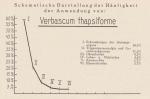 Madaus Schema Verbascum Thapsiforme