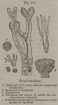 Fig. 155. Fucus vesiculosus.