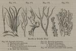 Fig. 170. - 173. Roccella or Orchella Weed.