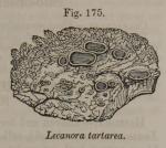 Fig. 175. Lecanora tartarea.