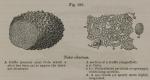 Fig. 186. Tuber cibarium.