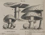 Fig. 192. Agaricus campestris.