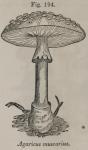 Fig. 194. Agaricus muscarius.