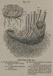 Fig. 197. Nephrodium Filix mas.