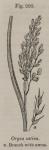 Fig. 200. Oryza sativa.