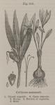 Fig. 218. Colchicum autumnale.