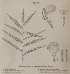 Fig. 235. Leaves and Flower of Amomum Melegueta, R...