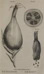 Fig. 236-239. Fruit of Amomum Melegueta, Roscoe.