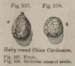 Fig. 257-258. Hairy round China Cardamom.