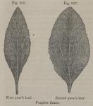 Fig. 306, 307. Foxglove leaves.