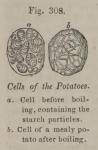 Fig. 308. Cells of the Potatoes.