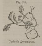 Fig. 321. Cephaelis Ipecacuanha.