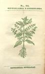 No. 84. Scutellaria lateriflora.