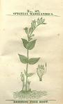 No. 87. Spigelia marilandica.