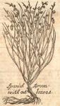 Broom, Spanish, without leaves.