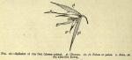 Fig. 16. Spikelet of the Oat (Avena sativa).