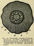 Fig. 30. Sarsaparilla, Jamaica.