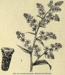 Fig. 32. Veratrum viride.