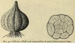 Fig. 34. Allium.