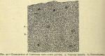 Fig. 37. Cross-section of Colchicum root.