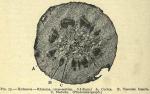 Fig. 73. Hydrastis - Rhizome, cross-section.