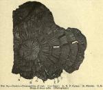 Fig. 84. Pareira. - Cross-section of root.