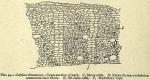 Fig. 94. Ceylon cinnamon - Cross-section of bark.