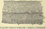 Fig. 97. Saigon cinnamon - Cross-section of bark.