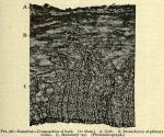 Fig. 98. Sassafras - Cross-section of bark.