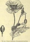 Fig. 103. Papaver Somniferum.