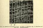 Fig. 114. Quillaja - Cross-section of bark.