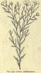 Fig. 136. Linum usitatissimum.