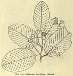 Fig. 170. Rhamnus purshiana - Branch.