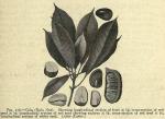 Fig. 176. Cola (Kola nut).