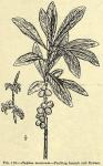 Fig. 178. Daphne mezereum.