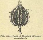 Fig. 190. Fruit of Hemlock