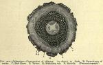 Fig. 202. Gelsemium - Cross-section of rhizome.