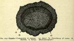 Fig. 204. Spigelia - Cross-section of rhizome.