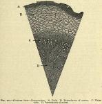 Fig. 207. Gentiana lutea - Cross-section.