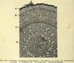 Fig. 208. Apocynum cannabinum.