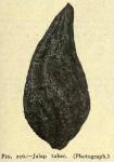 Fig. 210. Jalap tuber.