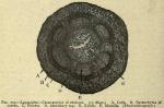 Fig. 225. Leptandra - Cross-section of rhizome.