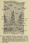 Fig. 229. Cinchona calisaya - Cross-section of bar...