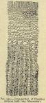Fig. 230. Cross-section of Cinchona calisaya bark